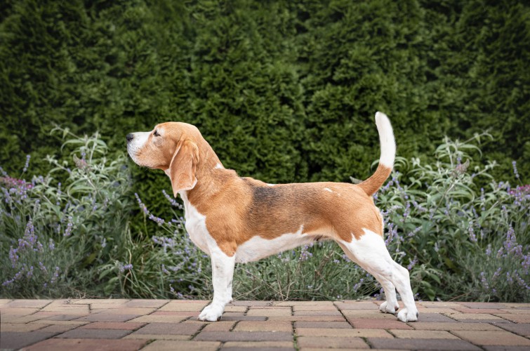 beagles-a-mia--1-of-1--14upraveno.jpg